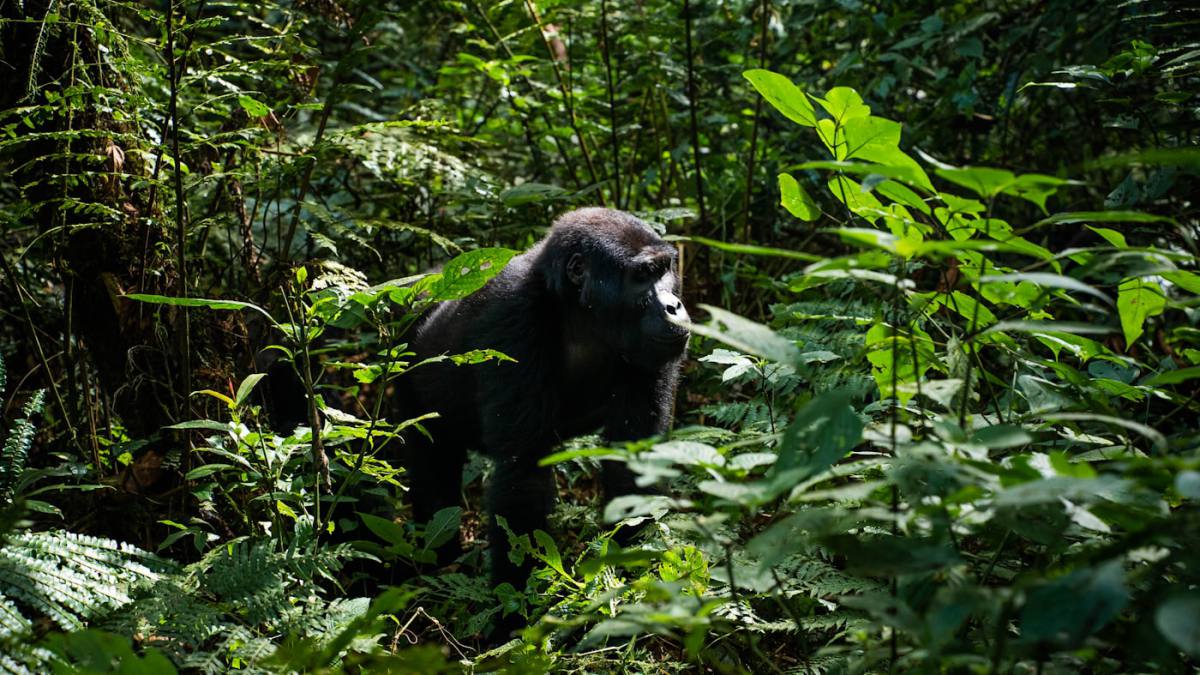 Uganda