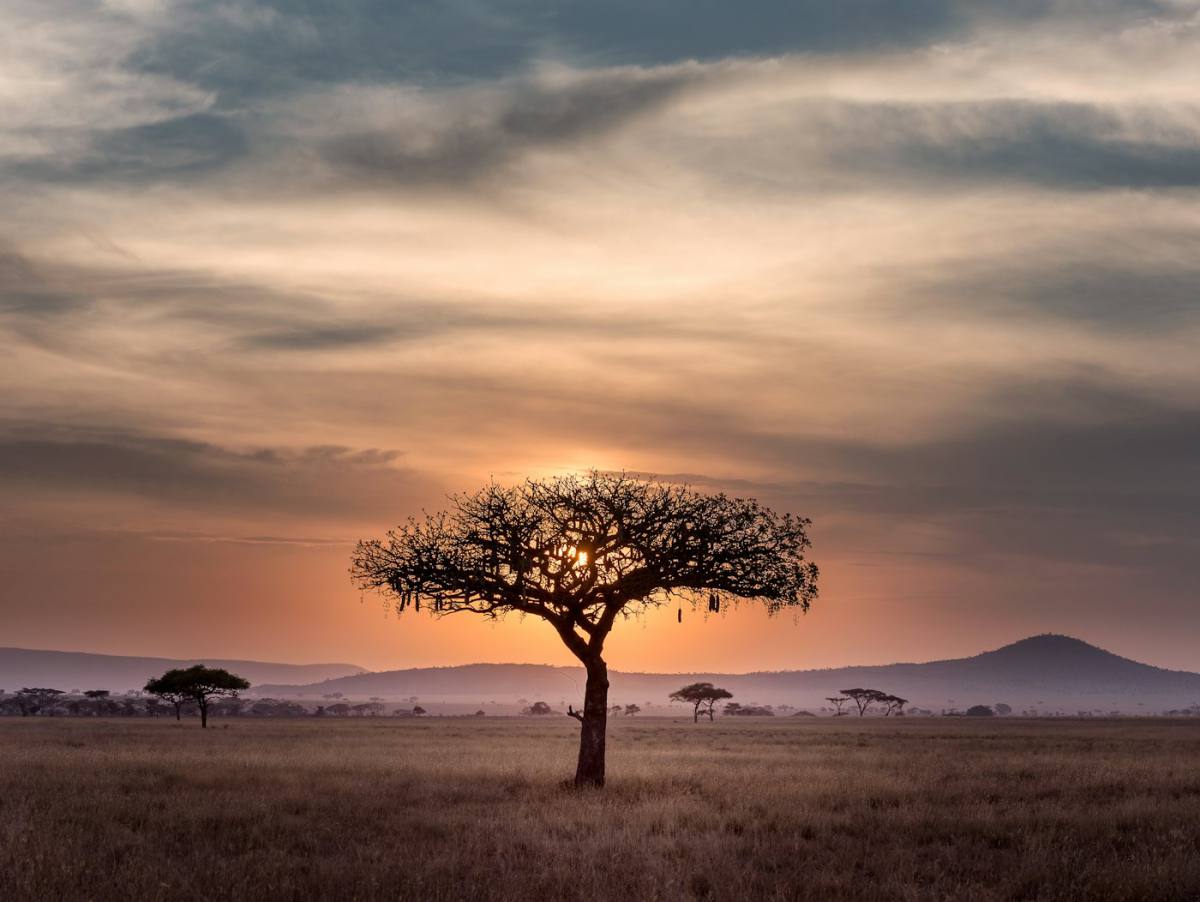 Safari en África