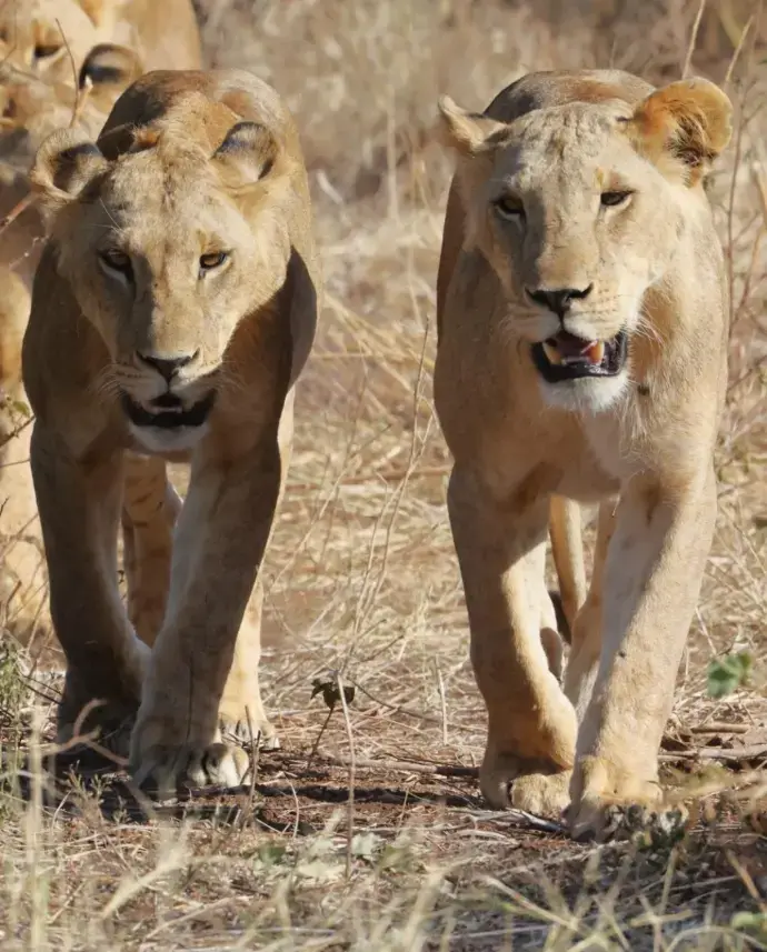 Safari por la Selva