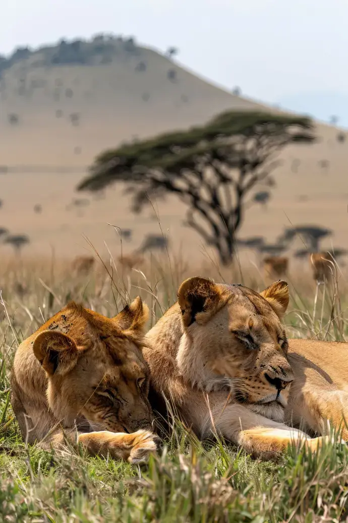 Safari 7 Días