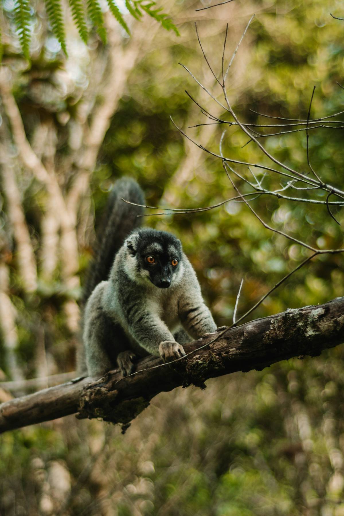 Arusha – Parque Nacional Tarangire