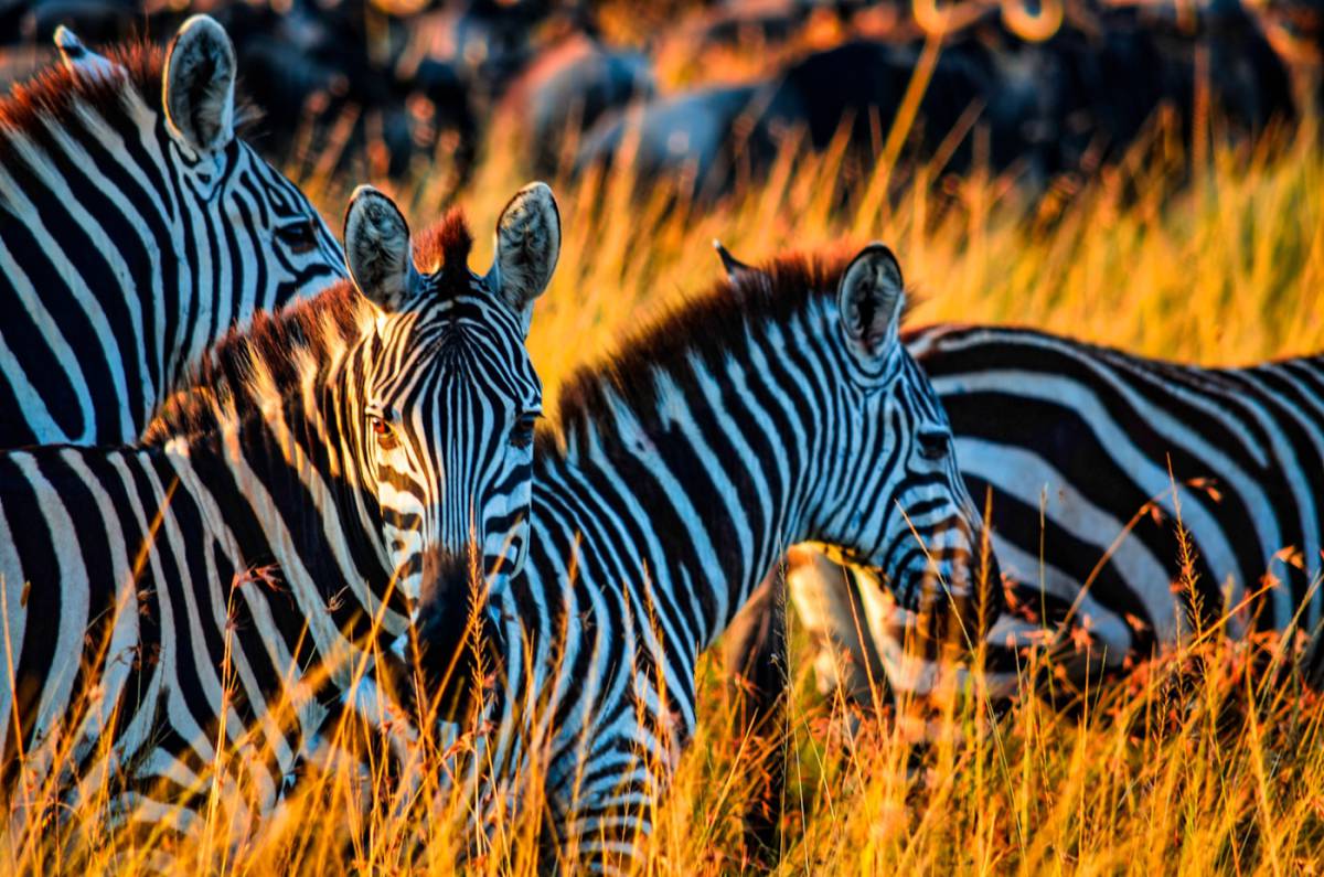 Entebbe – Parque Nacional Lago Mburo