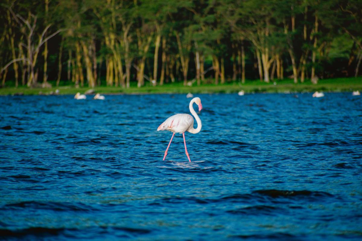 Masai Mara – Lago Nakuru
