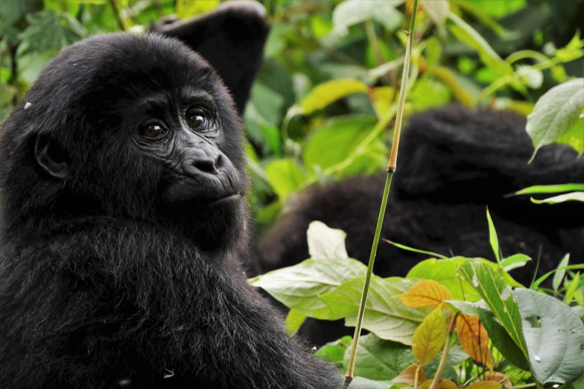 Lago Mburo – Bwindi Impenetrable