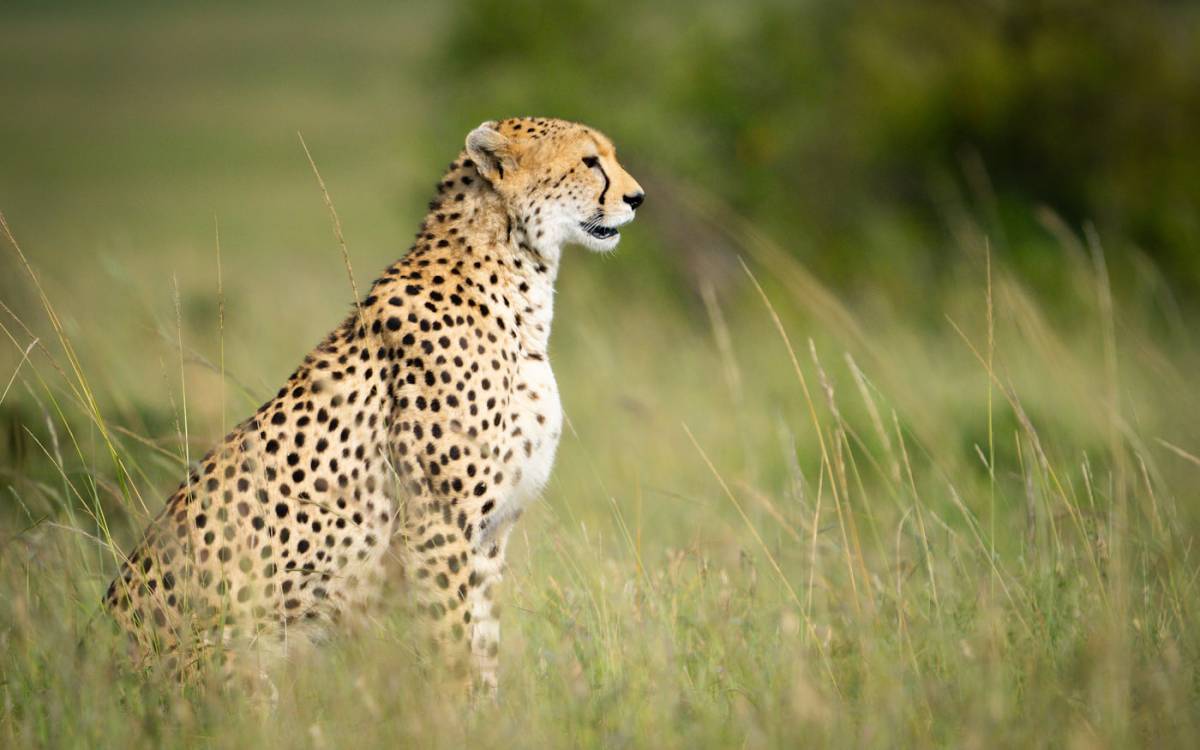 Ngorongoro – Parque Nacional Serengeti