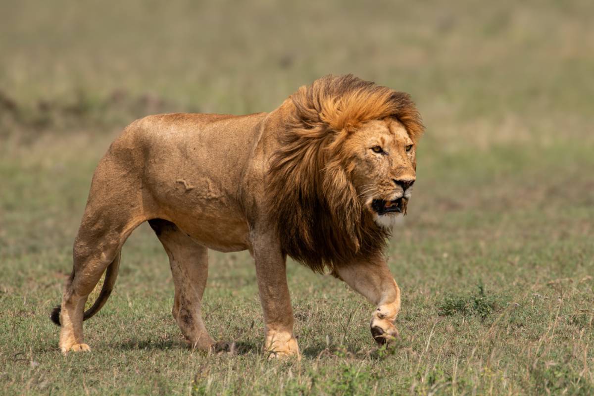 Cráter del Ngorongoro