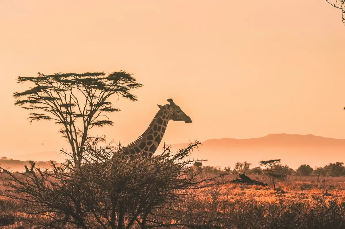 Madagascar